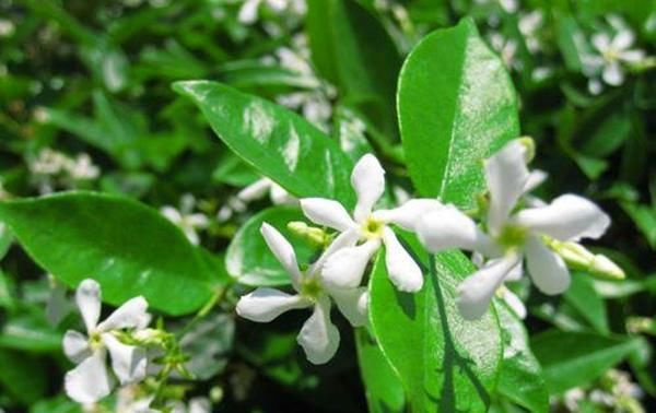  『光照』这几种花就是开花机器，水肥光照都到位，呼呼开花太美了