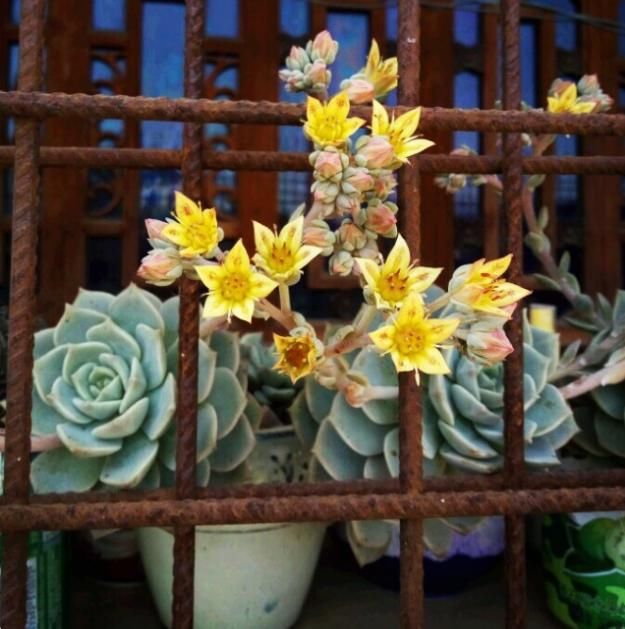 多肉花败就会死？家养多肉开花了，该不该剪掉？