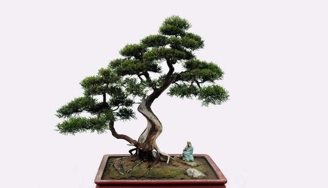  【海派】盆景五大派，盆景知识的一些介绍