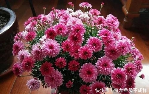 「花养」她用一斤花生壳把花养爆盆,四季油绿,花开不停,邻居看了都羡慕