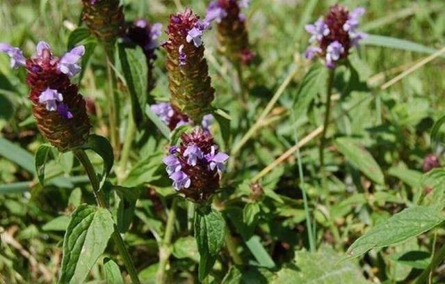  「酷似」路边这野草，开花酷似棒槌，人称“清肝圣手”，一到夏天就枯萎