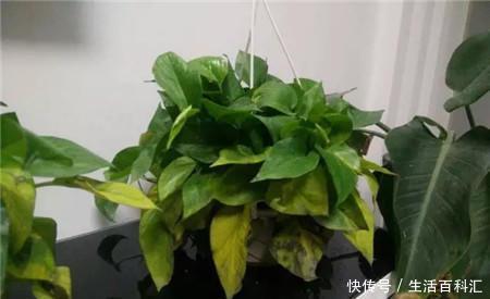  『病虫害』养的绿萝烂叶了？学会控制浇水，就能油绿长满盆