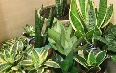  [适合]冬天适合养什么花、盆栽?室内到底养什么植物最好?