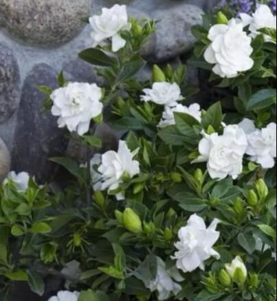 「栀子花」栀子花不开花?怕啥,顺着“暴脾气”,随后爆花苞,一茬又一茬