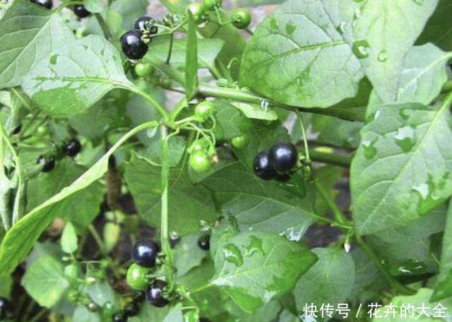  采挖：采挖1种“车前草”，1斤卖到“7元”，当盆栽也很美，珍贵！