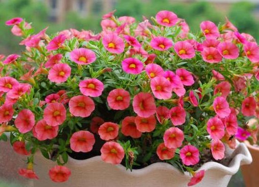  #大气#这5款花卉淡雅婉约，花大色艳花期长，美观又大气，开花就成花海