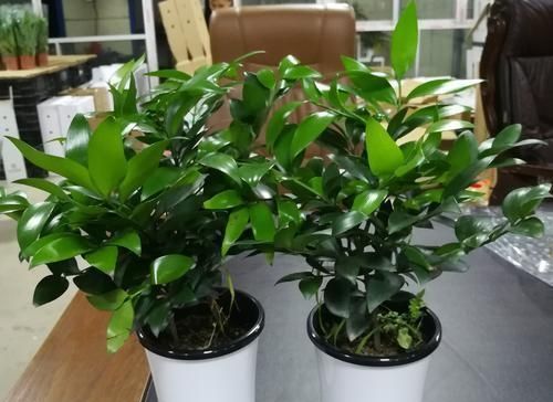  『观赏价值』这种盆栽植物不仅耐阴好养，摆放在室内对人体还好处多多！