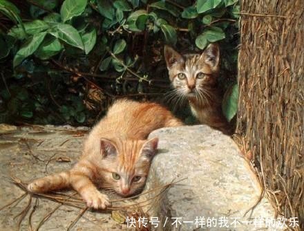 你站在窗外看风景,看风景的猫在窗外看你