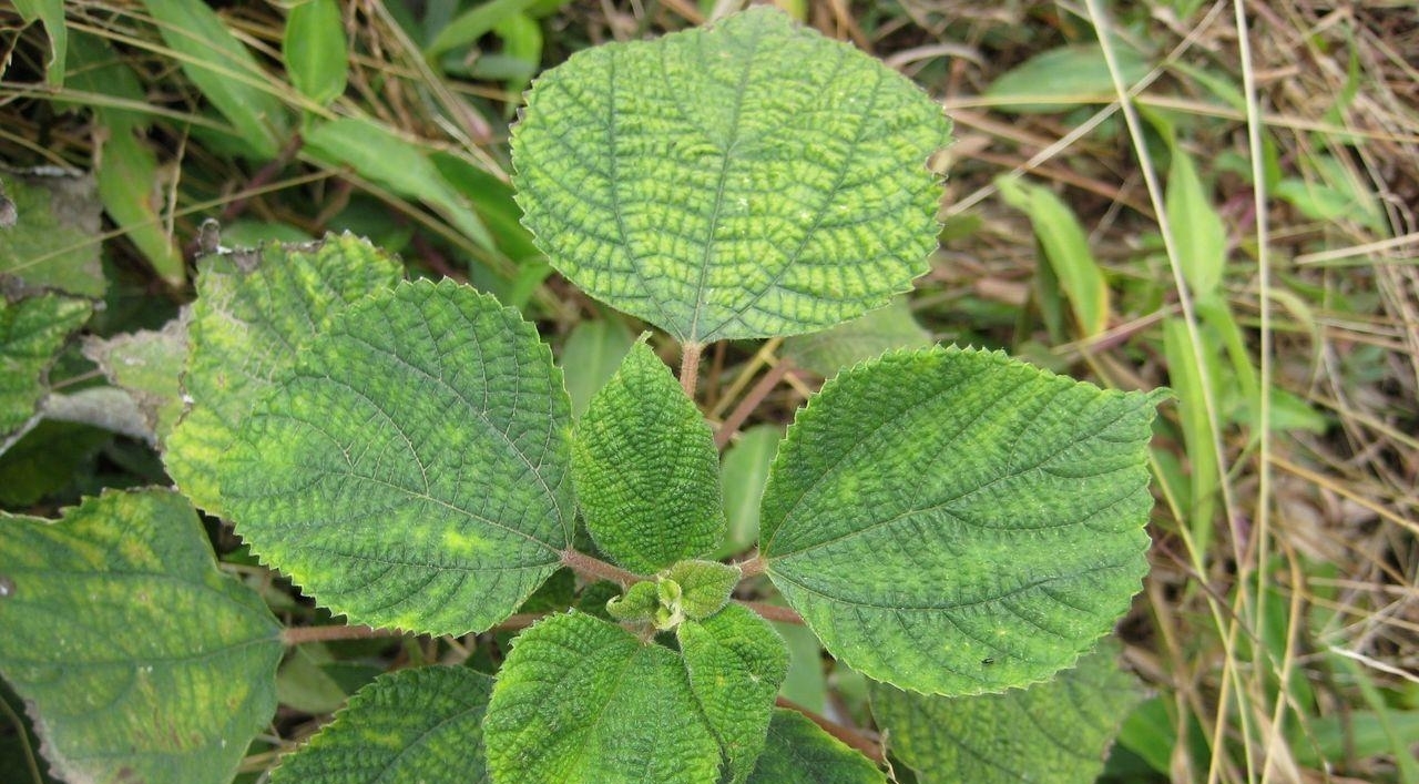 它被称为植物界的软黄金，中国国宝，在农村却用来喂猪，你家有吗