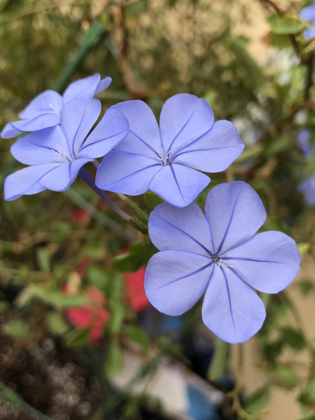  「很快」封闭阳台养这4种花，很快变成花海，现在养刚刚好