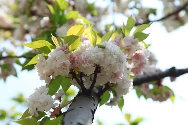  「上海植物园」碎花裙上的“花花世界”，到底有哪些花？