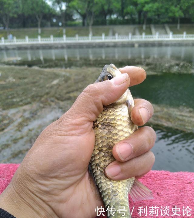 #把它放生#海淀区昆玉河,鲫鱼开口,送你钓小鱼攻略