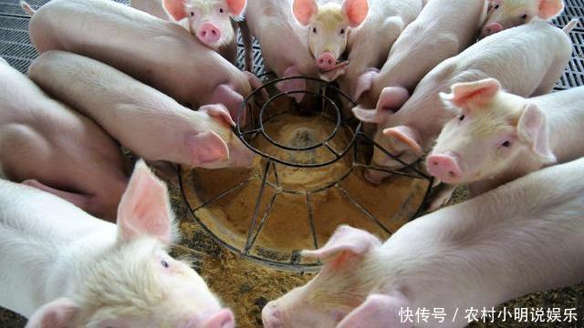 猪价持续上涨，养殖户养殖积极性不高，爱吃猪肉的吃货怎么办？