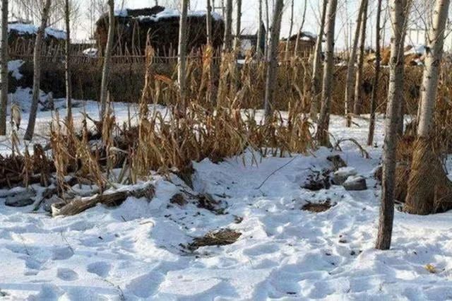 农村俗语：一年两个春，带毛的贵似金，啥叫两个春？带毛的为啥贵