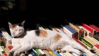  停止■巴西短毛猫以及当猫停止进食时意味着什么？