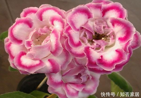  「艳丽」喜欢在家中养护花卉，就养护花色艳丽，花朵硕大，观赏价值高的花