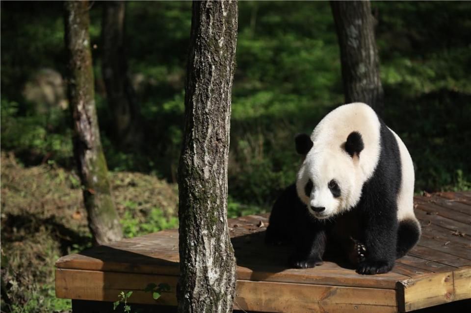 秦嶺最孤獨的大熊貓:一頭熊吃飯發呆,到處走走停停 2018年8月28日