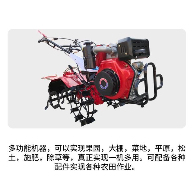 农民回乡种这种树，结的果一斤能卖上百元！很多人都种不起