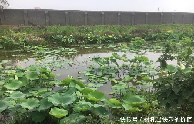 进阶|野钓不可太随意,针对搭配效果会更好,新手进阶推荐