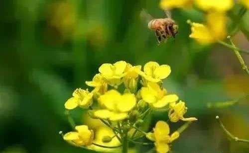 春天油菜花拍摄技巧