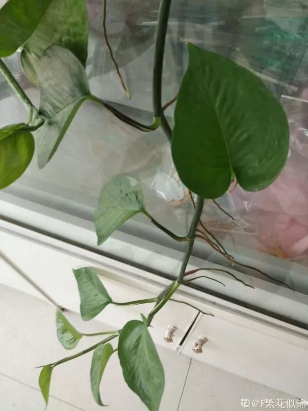  「情况」茎秆上面长胡须，到底剪不剪？分情况处理最好