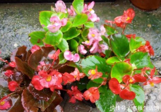  [花园]如何让阳台变成花园？栽种上这2种花卉，花期长、管理省心