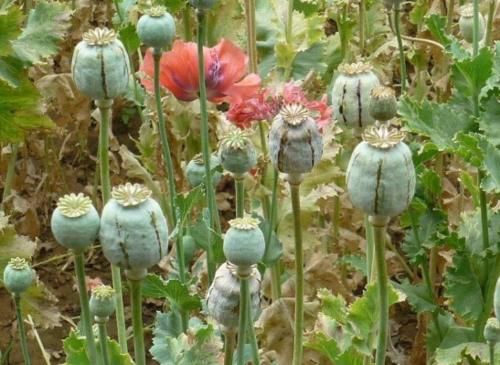  [我国]我国最特殊的农民，因种植一物被24小时保护，他们有何特