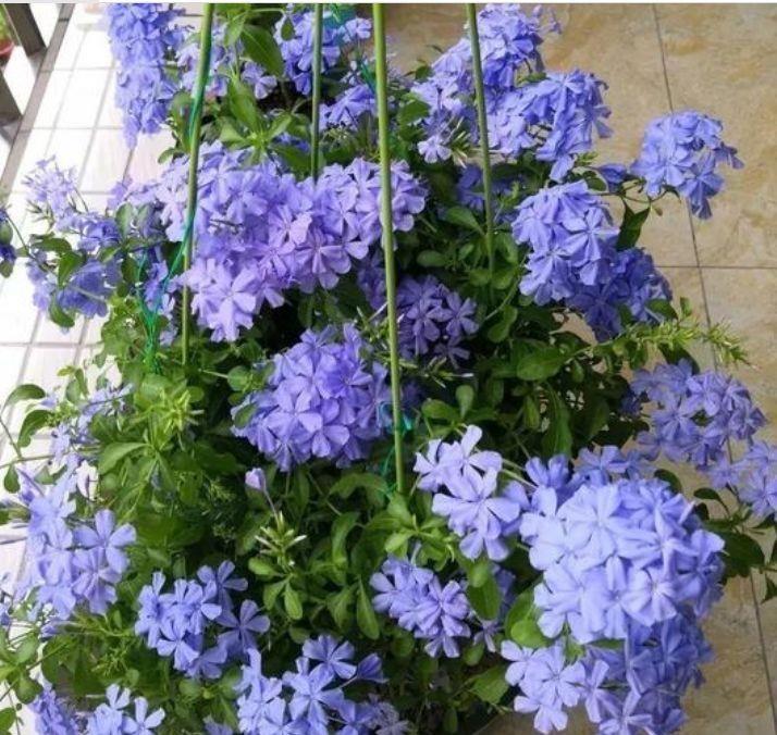  『开花』3种花便宜又好养，有水有光就疯长，花苞窜满枝，开花爆盆美如画