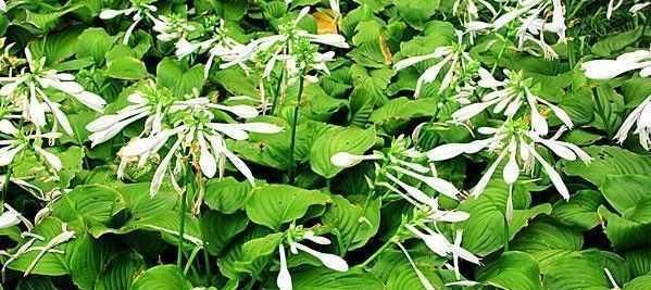  玉兰花：因宫廷剧大火的玉簪花，原型是什么？该怎么养？