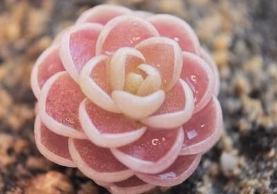  瓶子草@养盆小多肉，功能很“奇特”，就爱吃蚊虫，屋里放一盆蚊虫不敢来