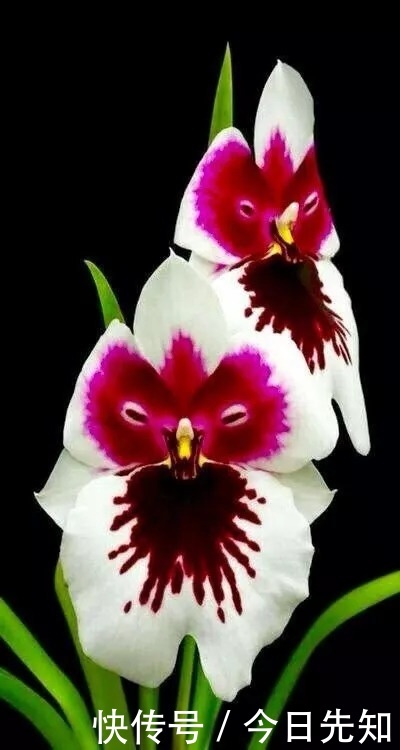 500年难得一见的顶级照片，让人叹为观止