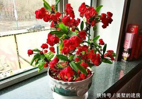 适合|5种花,真心不适合养“屋里”,喜欢可以养室外,更好