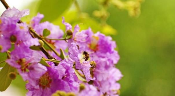  『降血糖』爱上养花，就养大花紫薇百日红，花色艳红香飘幽远，降血糖功效强