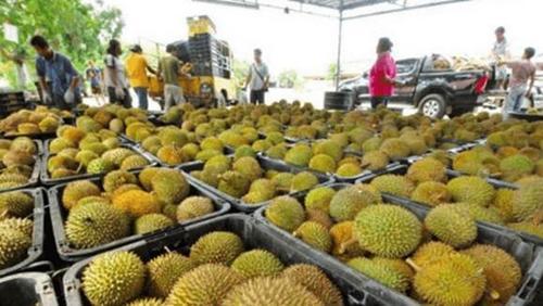 泰国水果店里，为什么女老板递手套游客别接？男生要保护自己呀