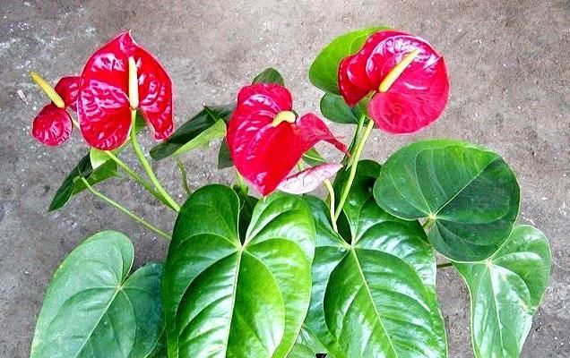 朱顶红■新手养花的福音，这5种花，给点阳光就开，养护简单