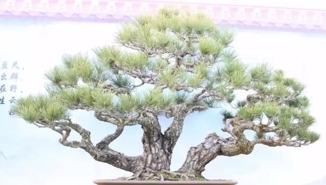  [栽种盆景]玩盆景，已成为当下追求高品质生活的一股潮流