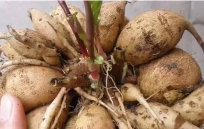  『种植』大丽花种球种植方法