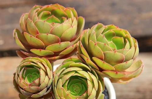  『越养越』比绿萝好看的花，掐个枝3天就生根，越养越上瘾！