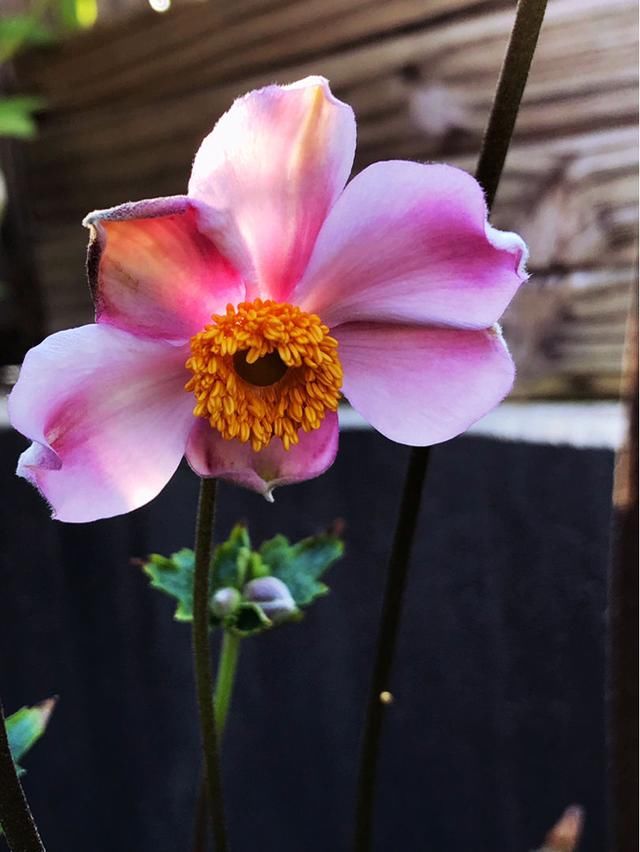 「适合」花朵娇艳的银莲花,开花比虞美人好看,适合新手养