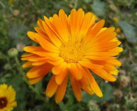  【金盏】喜欢菊花，不如养盆“菊中珍品” 金盏菊，似彩蝶飞舞，万道彩霞