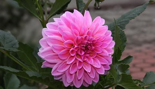 #温度#大丽花烂根怎么救治,有哪些栽种技巧?