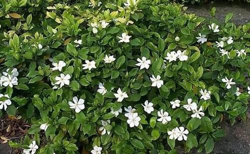 【花钱买】“4种花”不用花钱买,折根枝条放水中,半个月生根,好养活的很