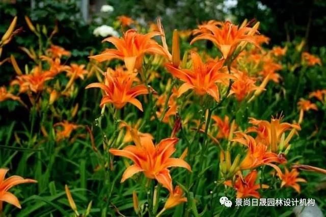 『适合』适合庭院种植的27种常用宿根花卉