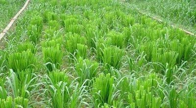  肉牛：用皇竹草怎么养牛，一头牛吃多少斤皇竹草，自己种植划算