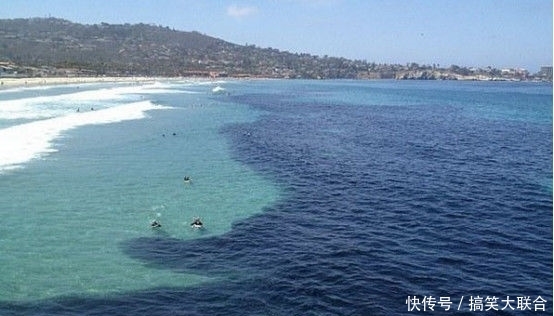 游客海边游泳被大批鱼类包围,知道真相后大吃一惊!