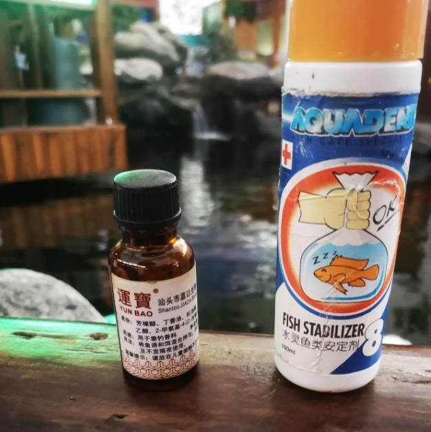  观赏鱼@观赏鱼注射治疗该如何进行，哪些时候会用到？观赏鱼注射治疗详解