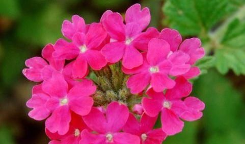  #牡丹#这四种花非常适合懒人养，不花精力也能疯长，花开美艳动人
