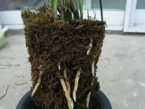  「天冒白」?小偏方：兰花烂根不要扔，用它捂一捂，15天冒白根，30天长新芽