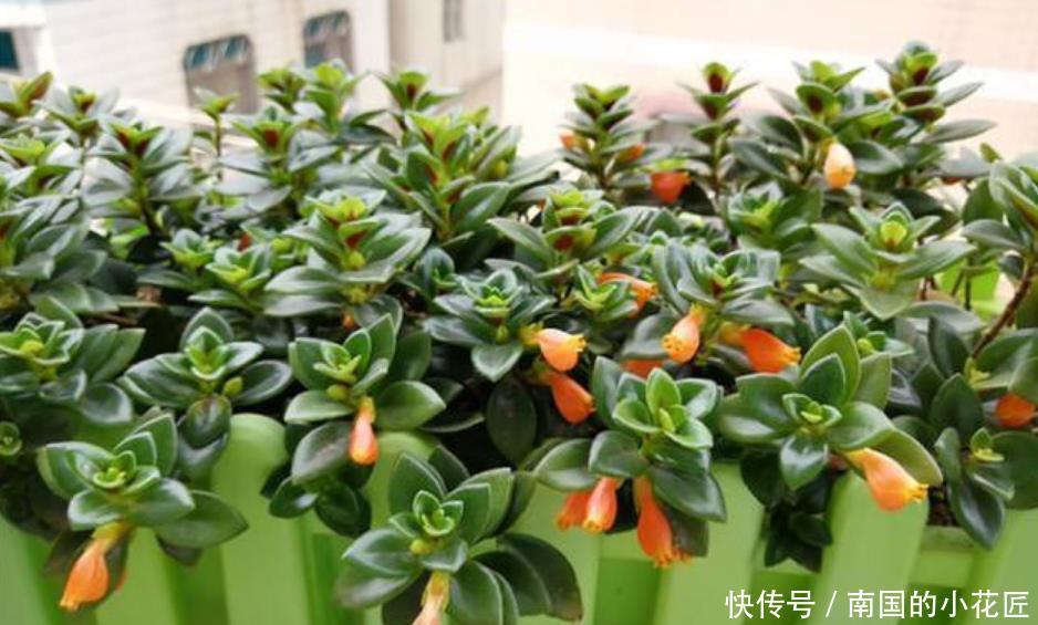  口红吊兰■3种吊兰花，一言不合就爆盆，开成“瀑布”，花期长，家中必备！