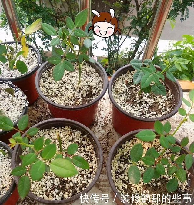 『执着的花盲』养花技巧:这5种花现在扦插,下个月就开花,千万别错过时机!